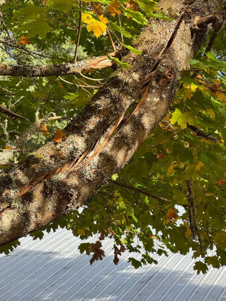 Do I need to cut this branch?