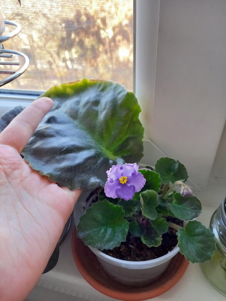 Nik-extravert sport -giant variety Nik-extravert sport -giant variety