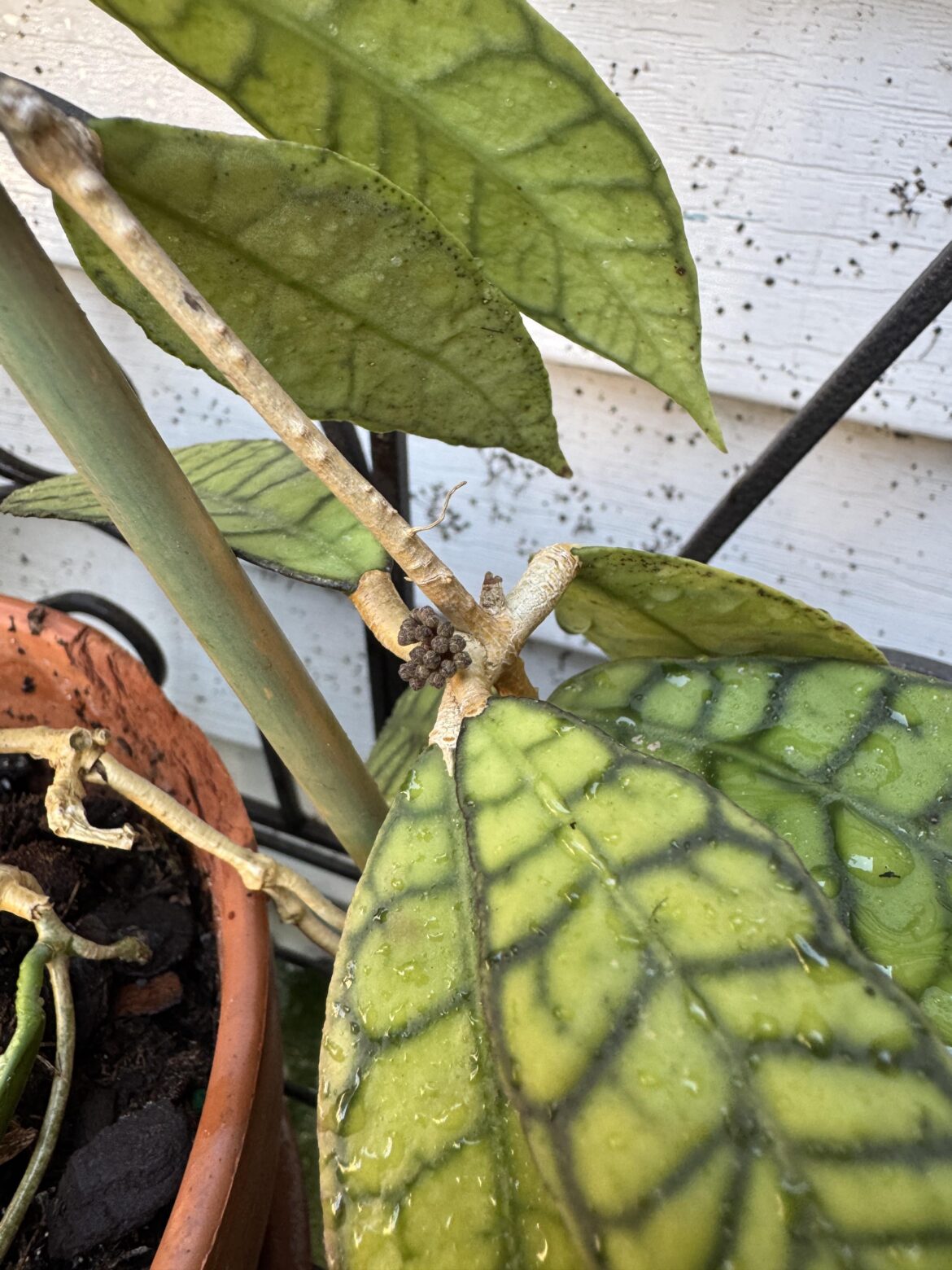 I’M SO SORRY FOR ALL THE MEAN THINGS I SAID TO YOU OVER THE LAST 3 YEARS, CALLISTOPHYLLA. I FORGIVE YOU FOR SUCKING SO HARD FOR SOOOO LONG