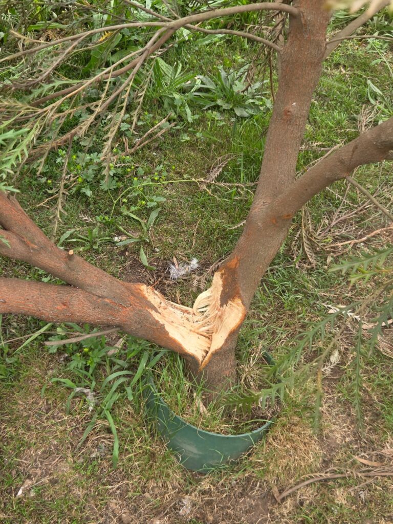 Can I rope this tree back together?