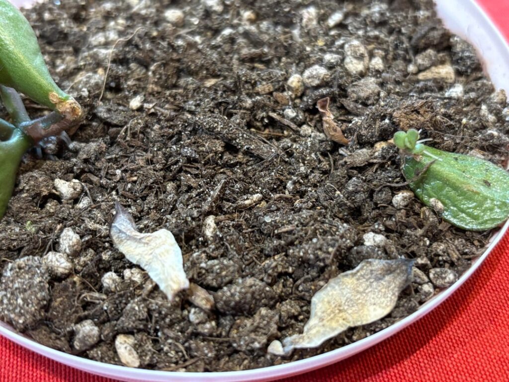 Do i plant now ?