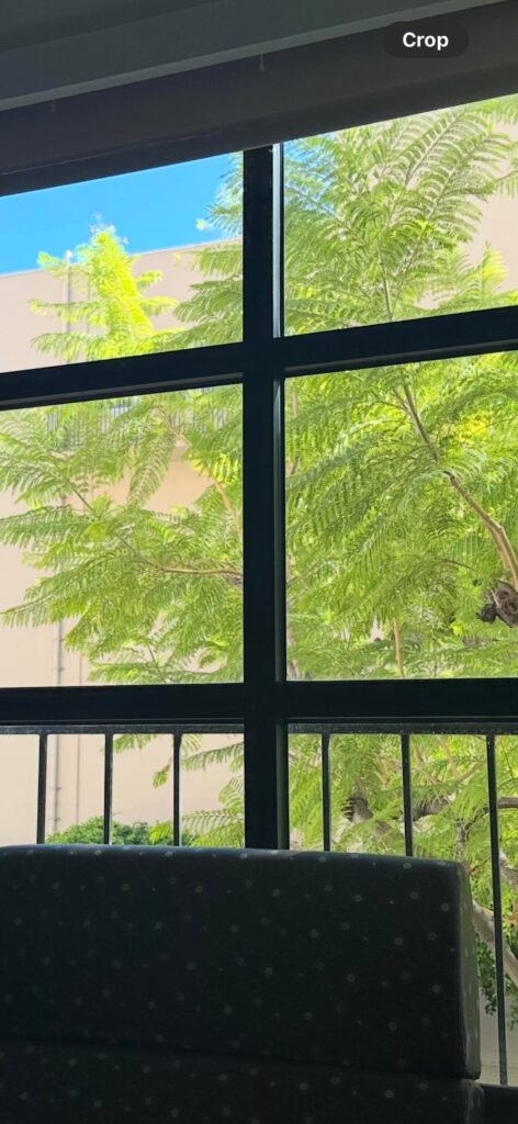 This tree outside the window when I gave birth (Pasadena, CA)