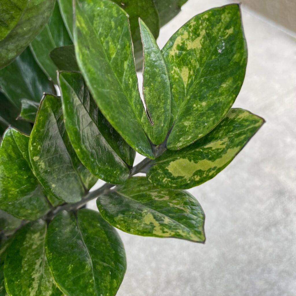 How much could I get for this variegated black ZZ?