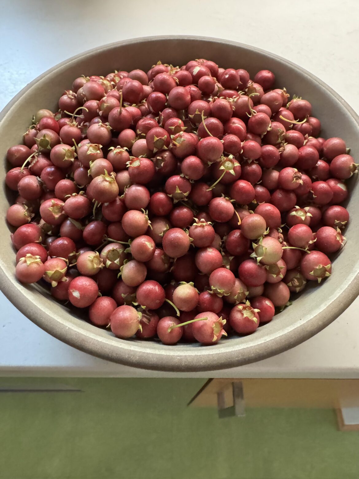 My First Chilean Guava Harvest