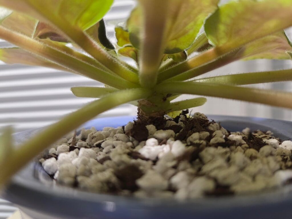 Why did the neck of my AV just suddenly pop up and become visible? I had buried it under the dirt. Why did the neck of my AV just suddenly pop up and become visible? I had buried it under the dirt.