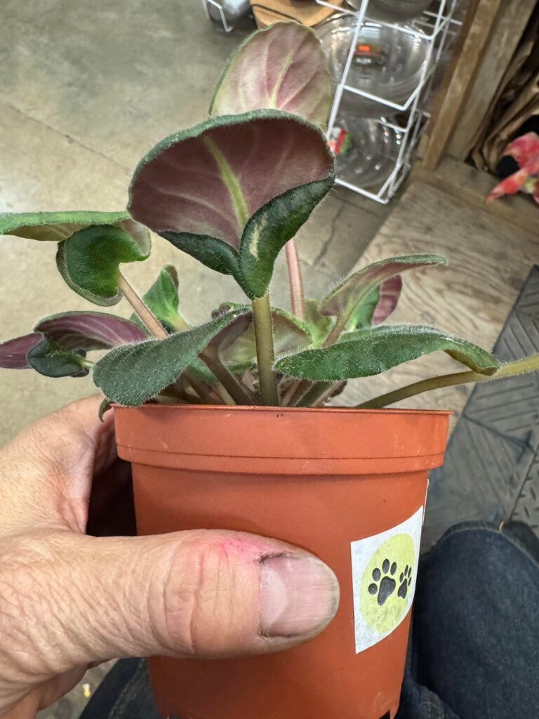 Mutation or symptom? Mutation or symptom?