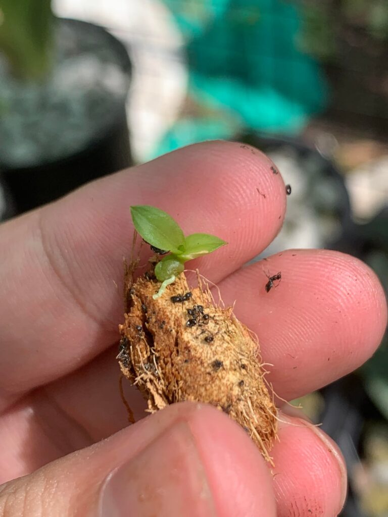 Found these orchid protocorms growing in my Nepenthes media