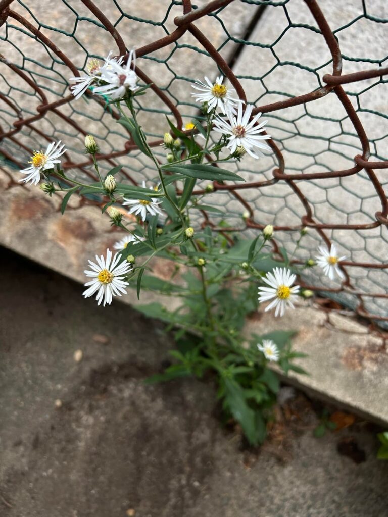 Volunteer aster