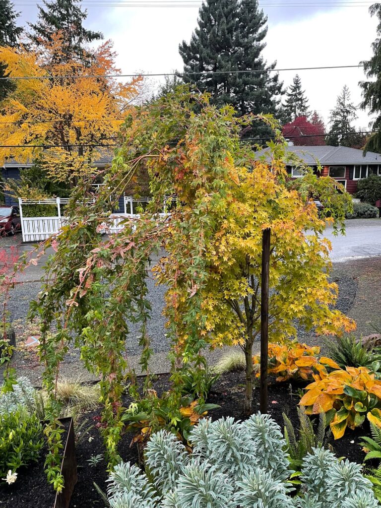 Young Maples New Growth Young Maples New Growth