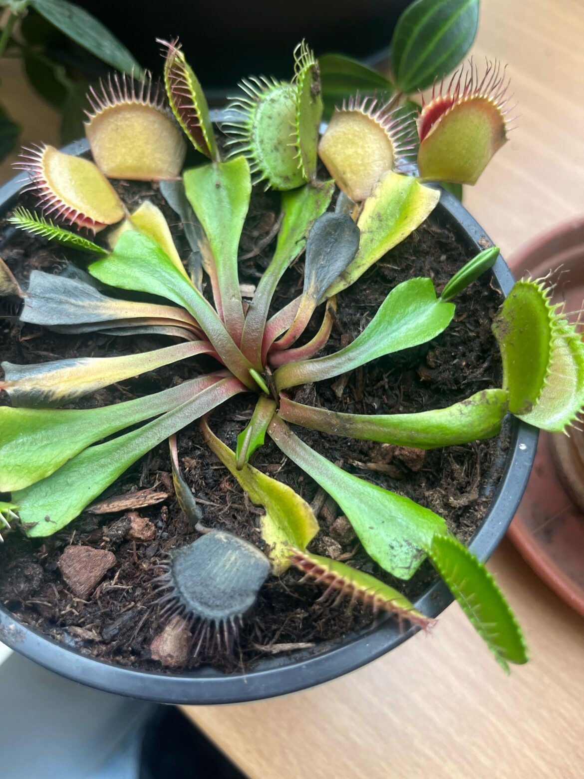 Carnivore plant is dying