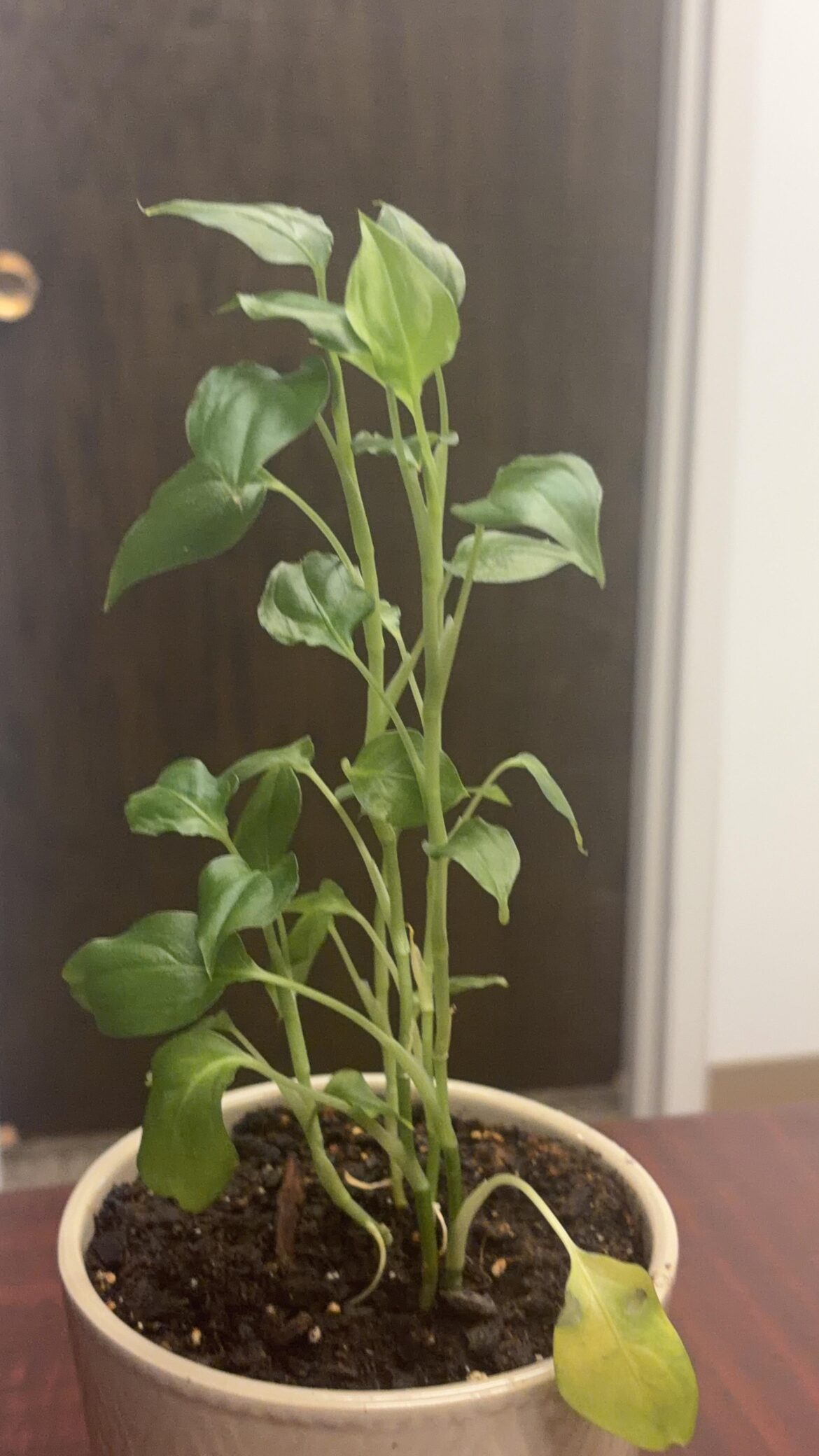 It’s in my office, no clue what it it is, but I want to be able to take care of it better. Thoughts?
