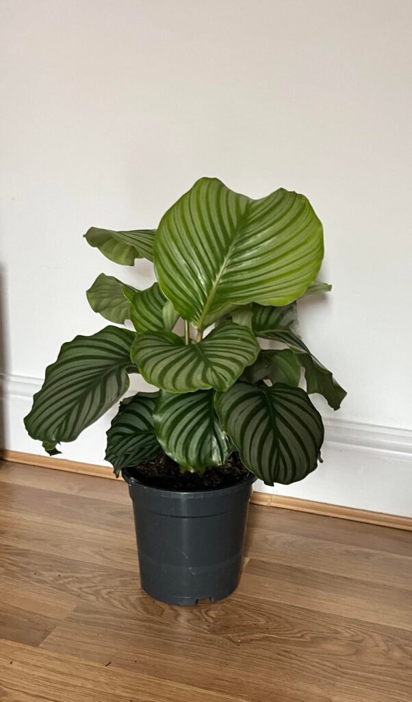Got this from a local supermarket for £3.99