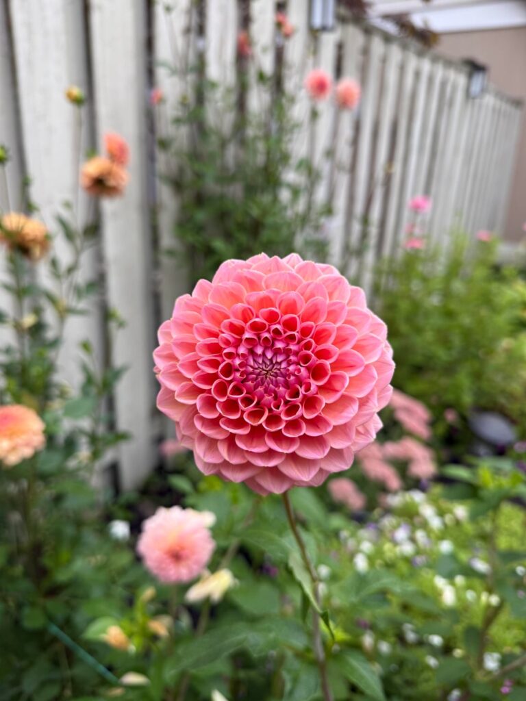 Linda’s Baby 💕🤍