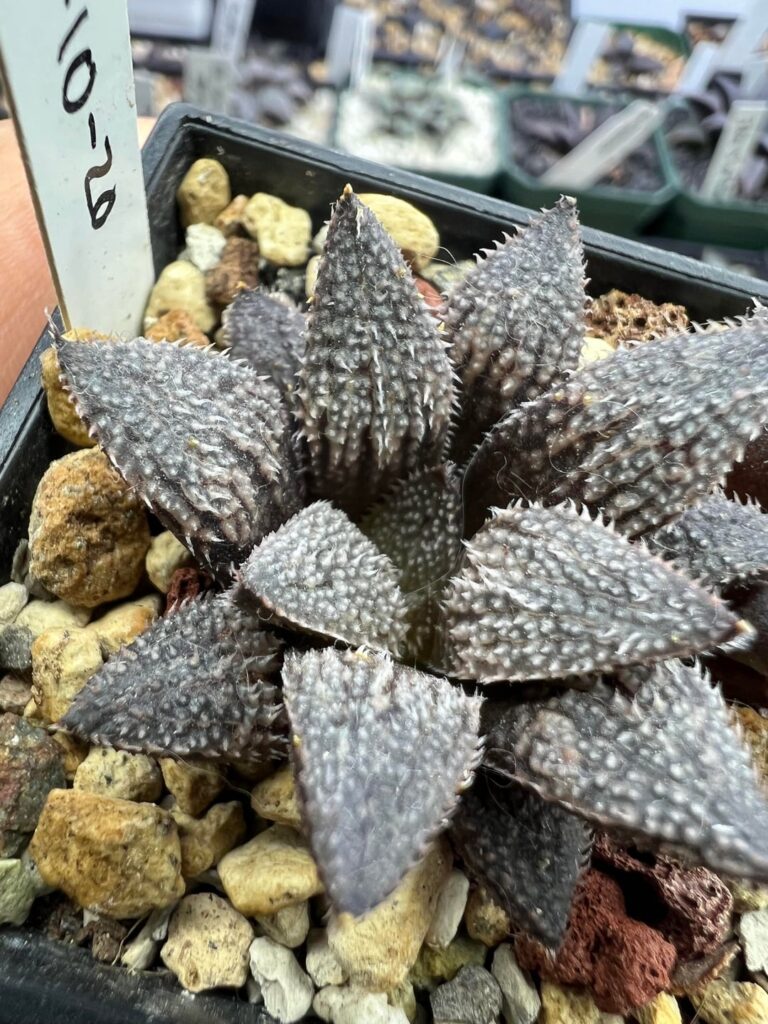 Doing a sale of seedlings and mature plants(canada only 🇨🇦)