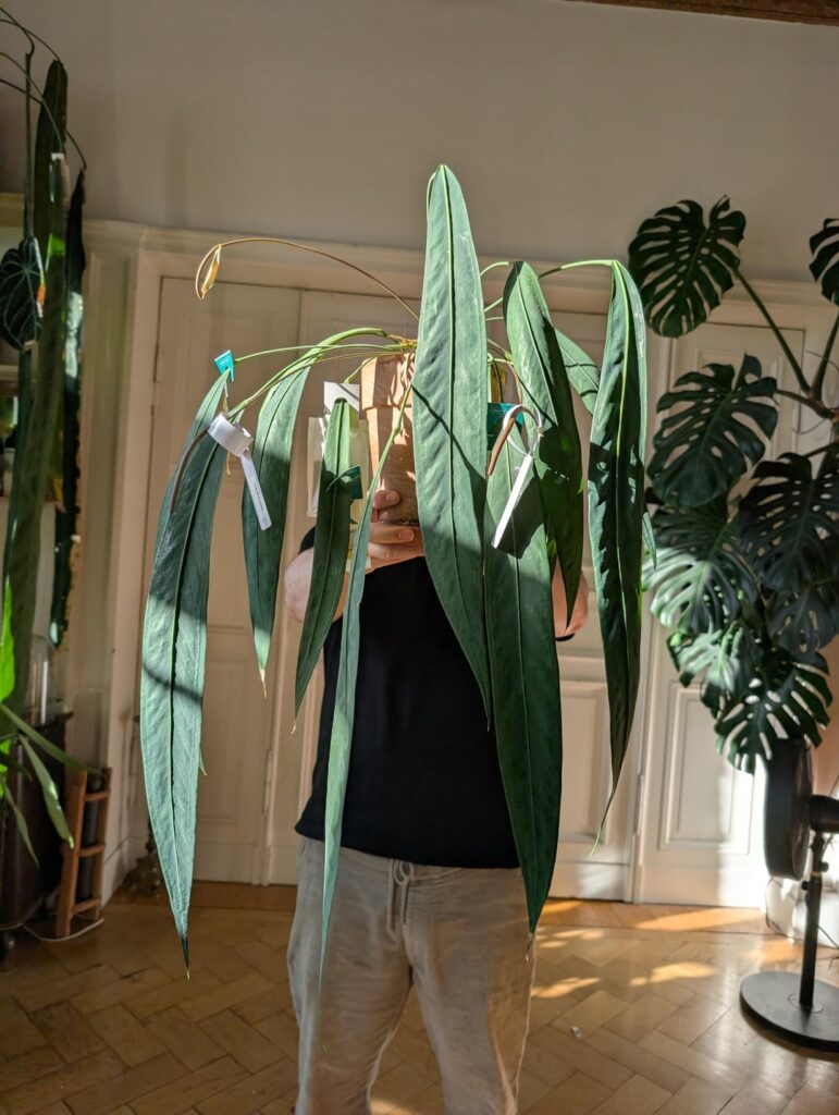 Anthurium Pendens (aff?) a uncommon strapleaf anthurium