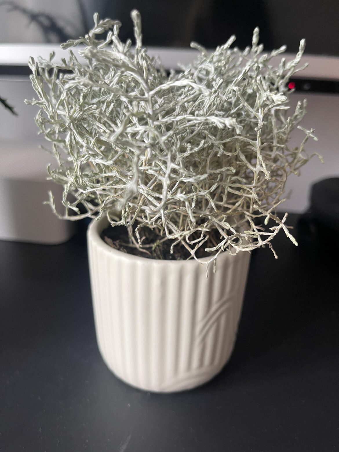 What type of plant is it n how should I take care of it?
