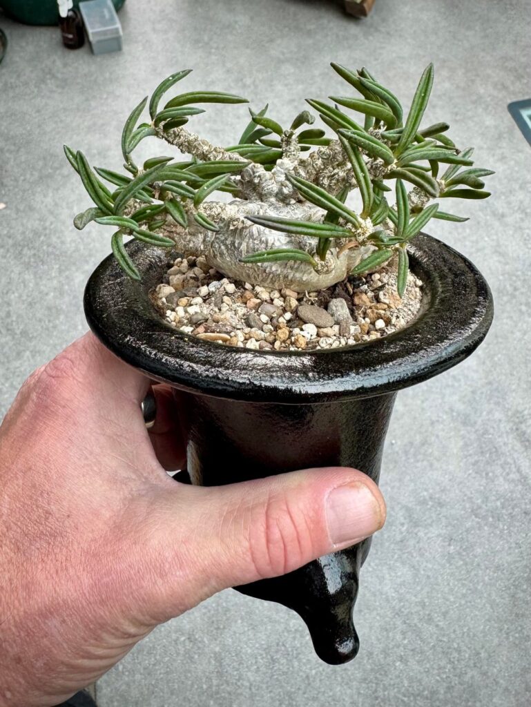 Was bored so thought I would repot one of my T. Cylindrifolias into an Omoto orchid pot😀