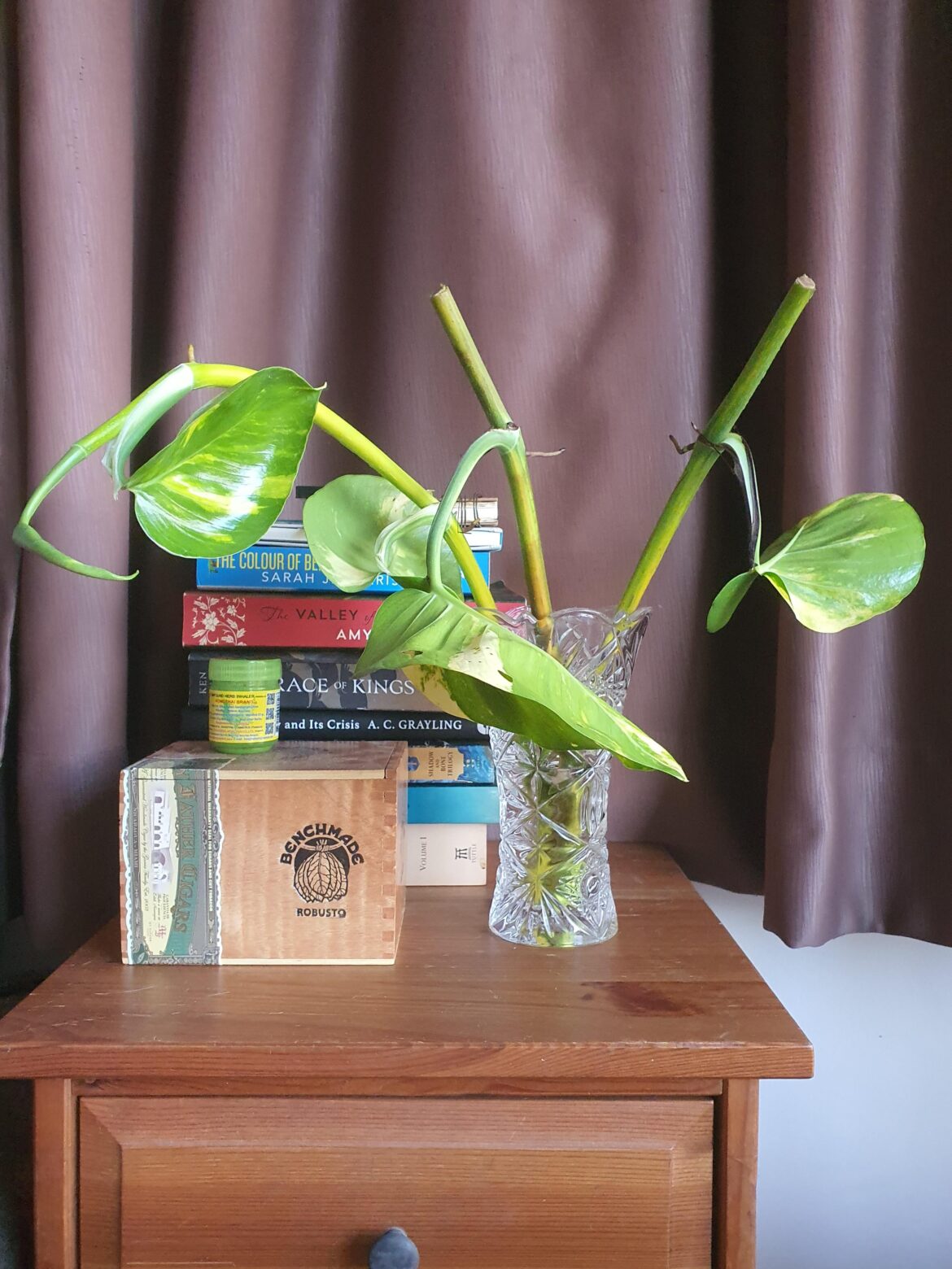 Rebuilding my plant collection