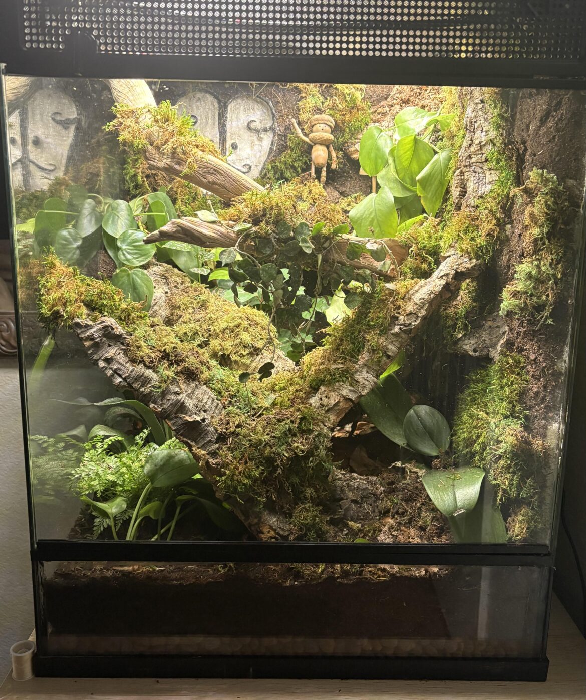 Thoughts on my Updated Vivarium?