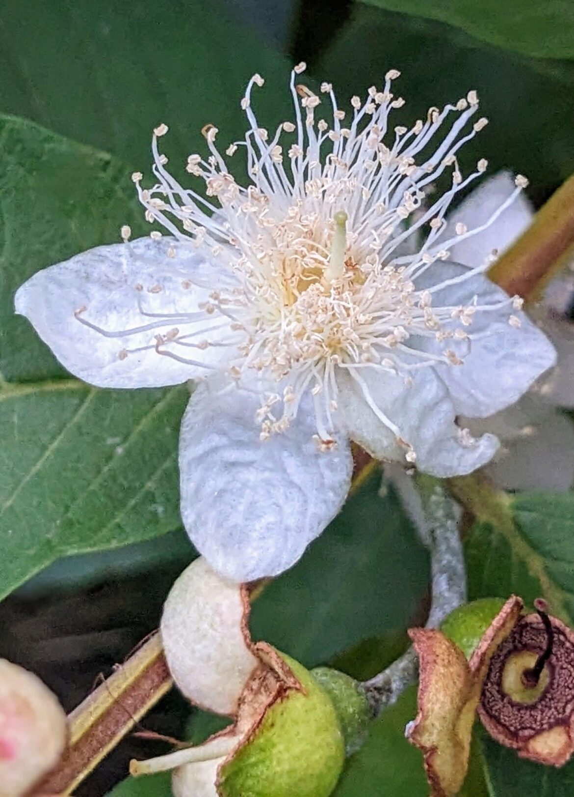 A guava flower from my garden