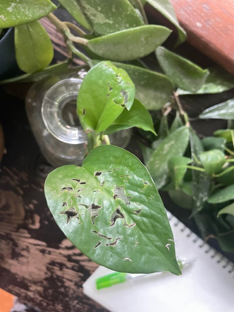 why is this happening to all my houseplants? why is this happening to all my houseplants?