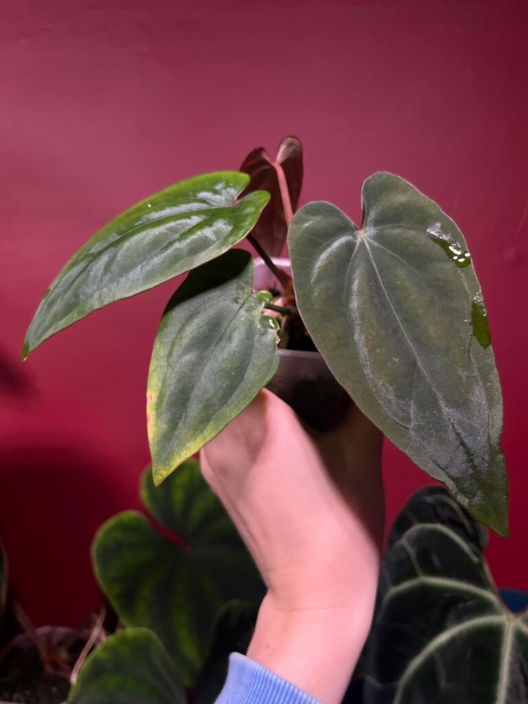 windy aubrey dressleri