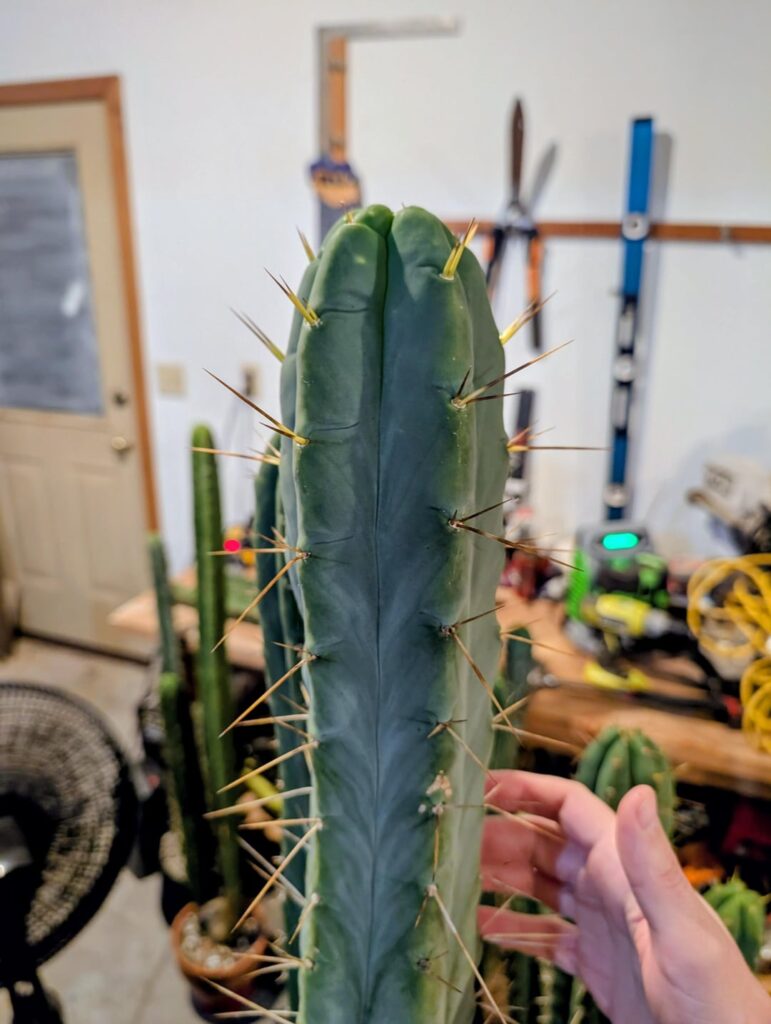 Seed grown all grown up