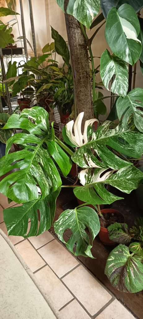 I received this beauty in a box to save