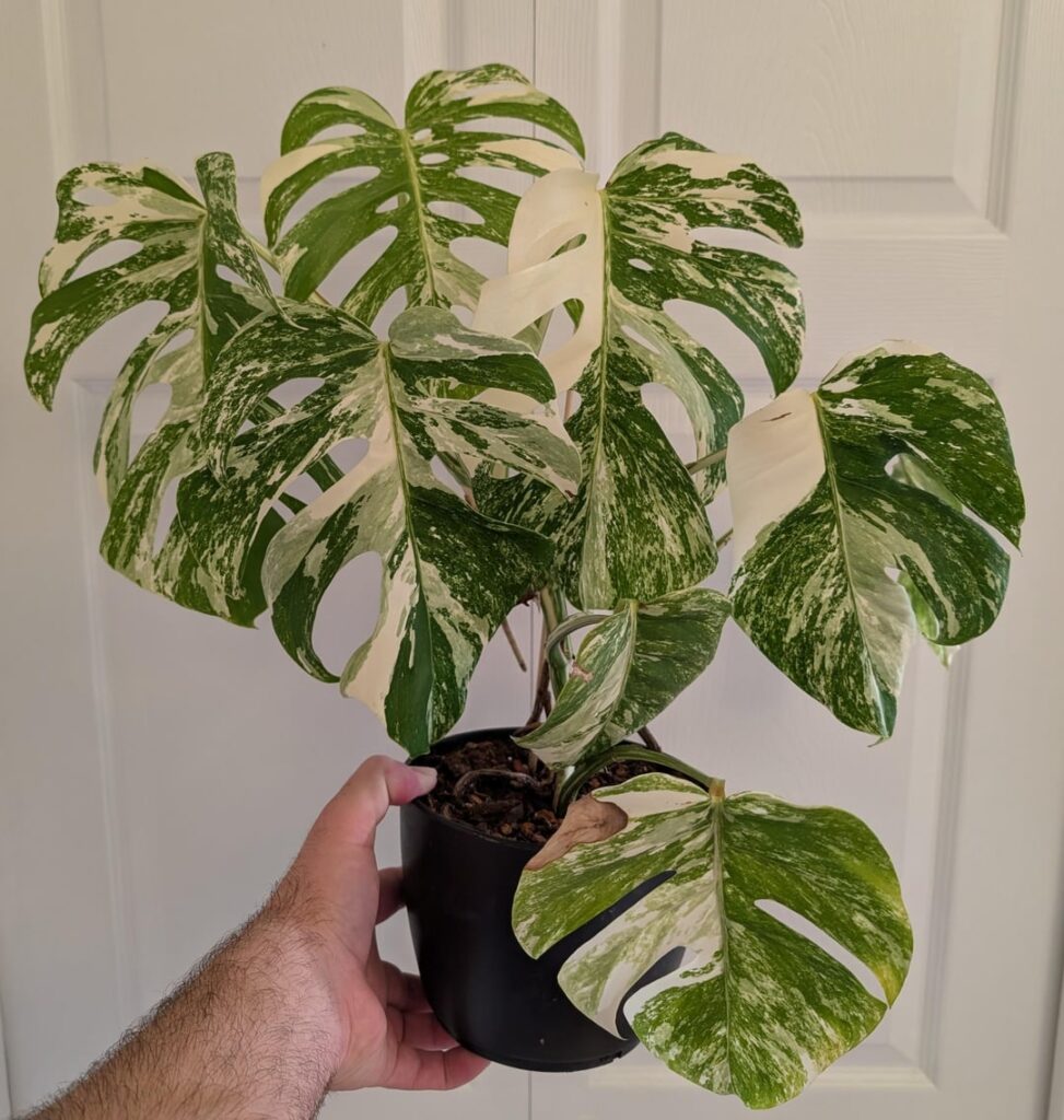 One of my pride and joys!