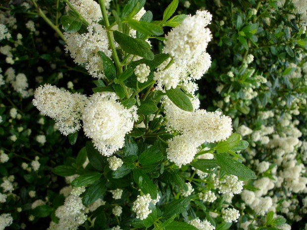 White flowering California lilac (Ceanothus thyrsiflorus 'Snow Flurry'). An evergreen...