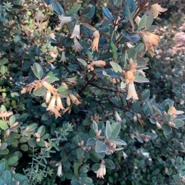 White Australian fuchsia (Correa 'Ivory Bells'). A San Francisco plantsman...