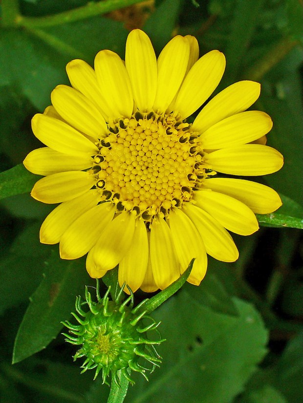 Great Valley gumplant (Grindelia camporum). A hardy, gangly perennial in...