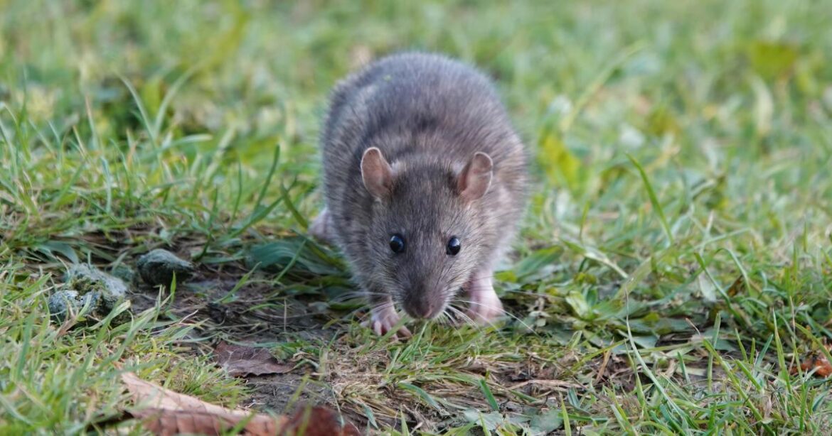 People urged to remove bird seed from garden to deter rats People urged to removed bird seed from garden to deter rats
