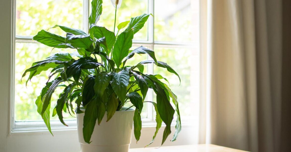 3 best houseplants to combat mould in your home in winter 3 best houseplants to combat mould in your home in winter