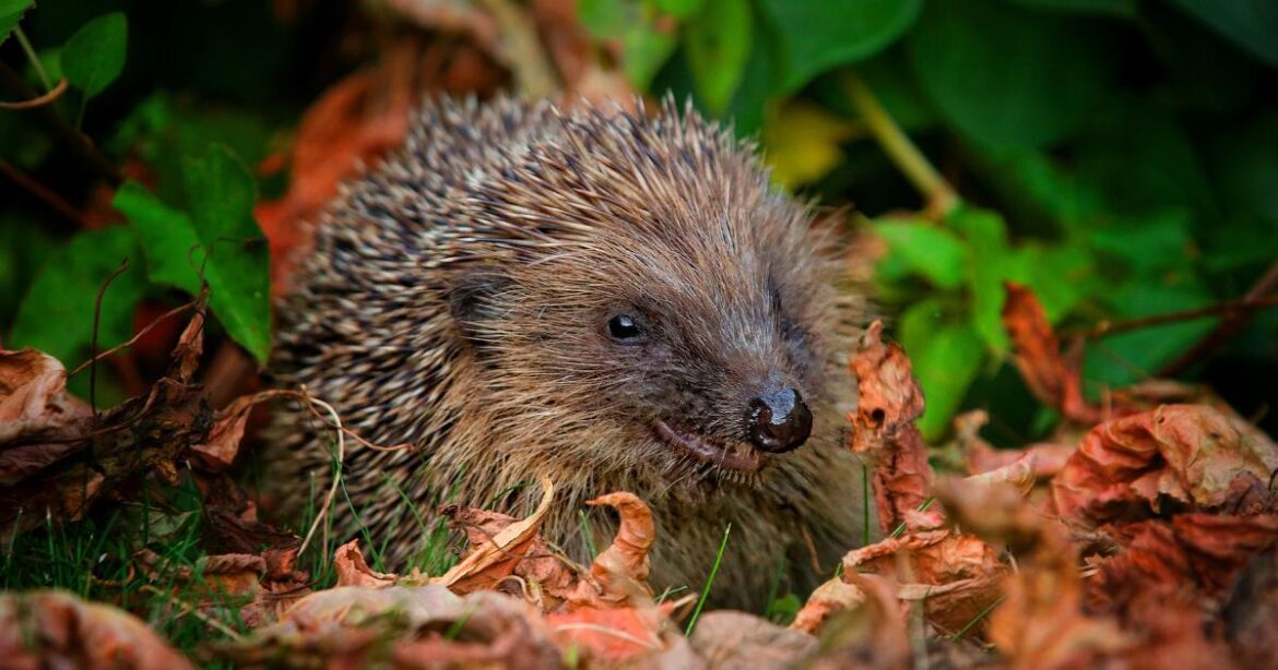 Fascinating facts about a favourite garden visitor Fascinating facts about a favourite garden visitor