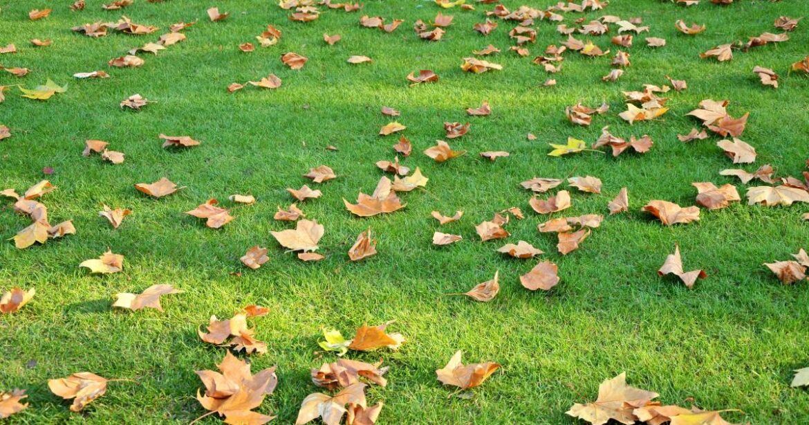 Monty Don urges gardeners to do once a year lawn trick now Monty Don urges gardeners to do once a year lawn trick now