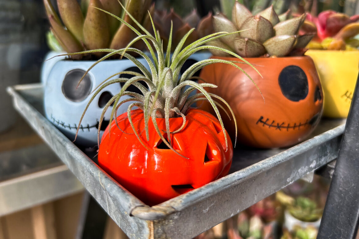 Overwintering, first frosts, and what to plant now Overwintering, first frosts, and what to plant now