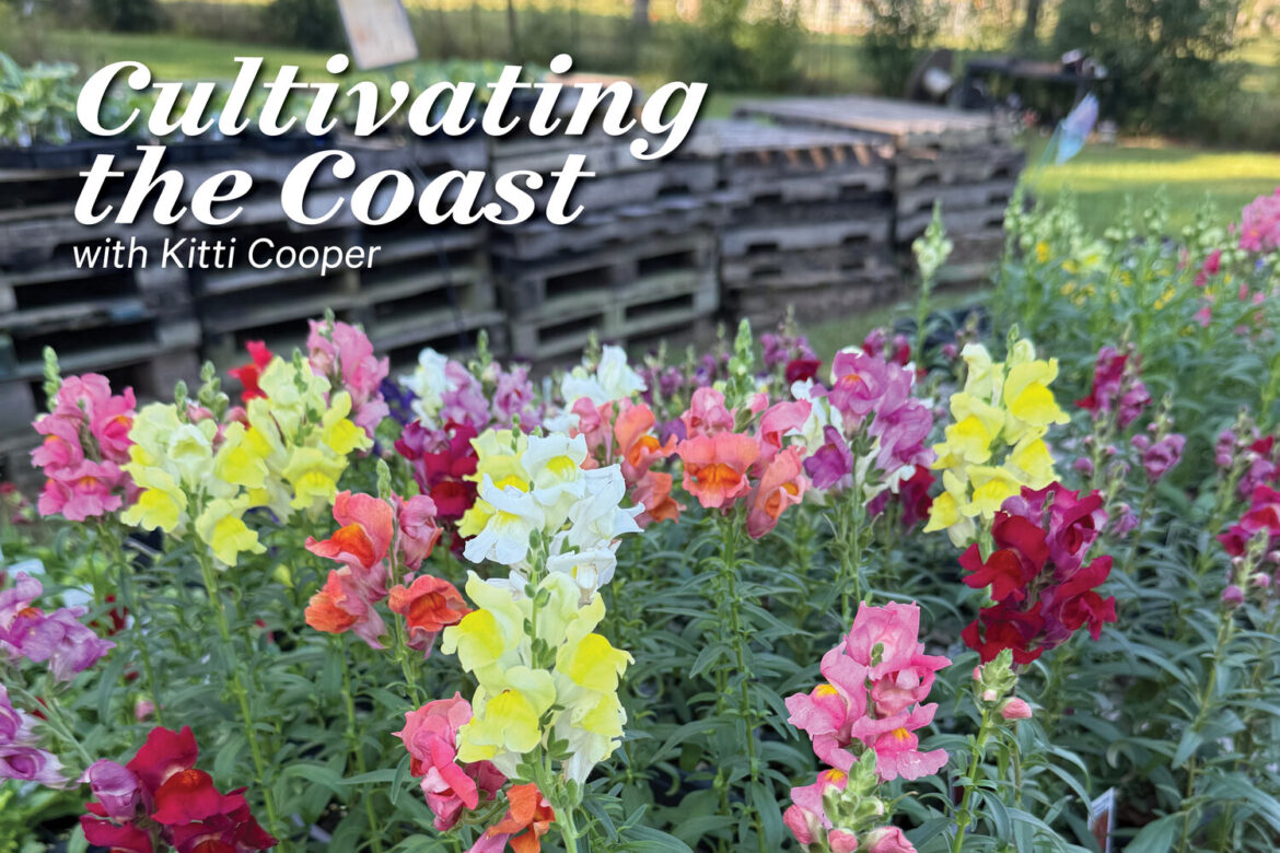 Fire-breathing flowers: A Gulf Coast guide to snapdragons – Cultivating the Coast with Kitti Cooper Fire-breathing flowers: A Gulf Coast guide to snapdragons - Cultivating the Coast with Kitti Cooper