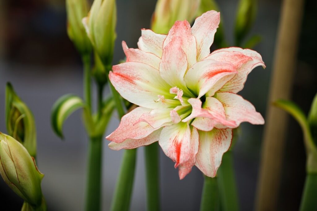Fight the winter blues with double amaryllis The artistic blooms of Double Aphrodite amaryllis have ruffled white petals with a narrow red edge and lime green center.