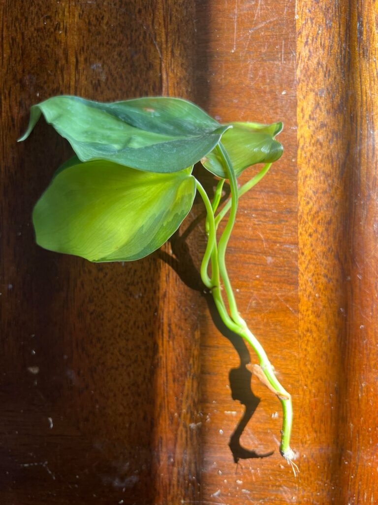 Will they propagate? Will they propagate?