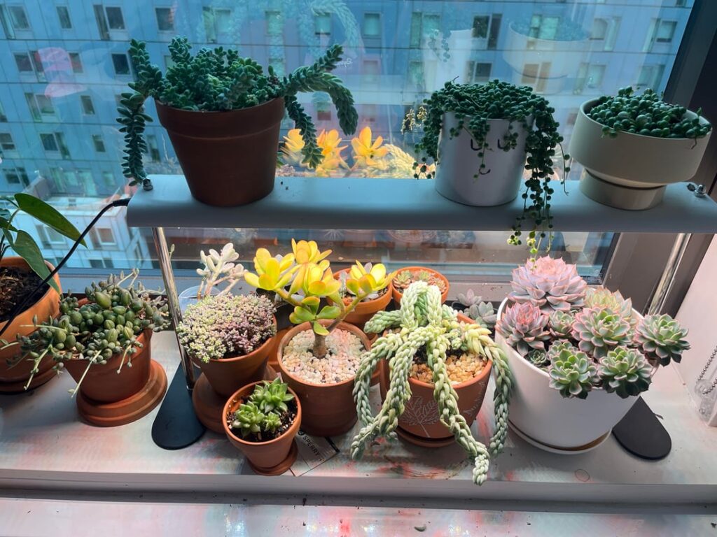 Shelfie!