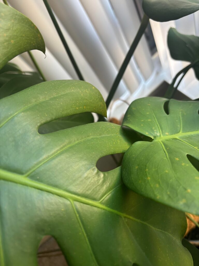 What got to my plants?