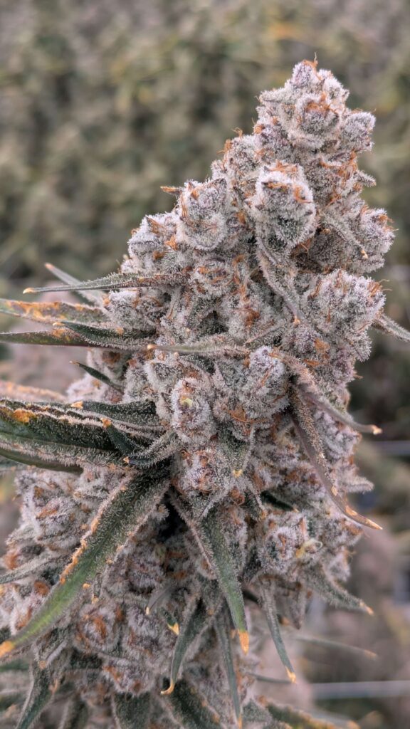 PINK Rozay - Harvest in 24 hours!