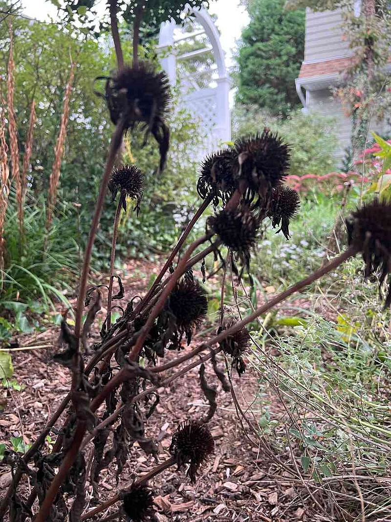 This Sept. 29, 2025, image provided by Jessica Damiano shows spent coneflower plants in a Long Island, N.Y. (Jessica Damiano Via AP)