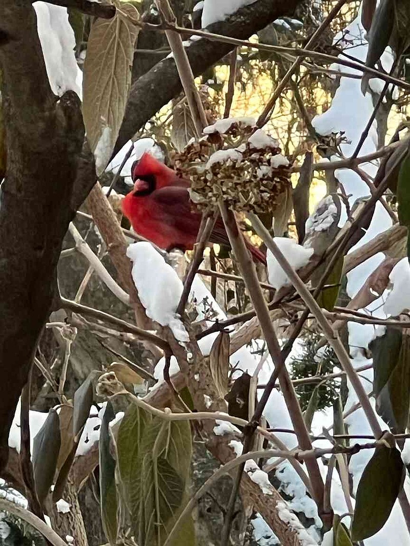 This Jan. 20, 2025, image shows a Northern cardinal perched on a snow-covered viburnum branch on Long Island, N.Y. (Jessica Damiano via AP)