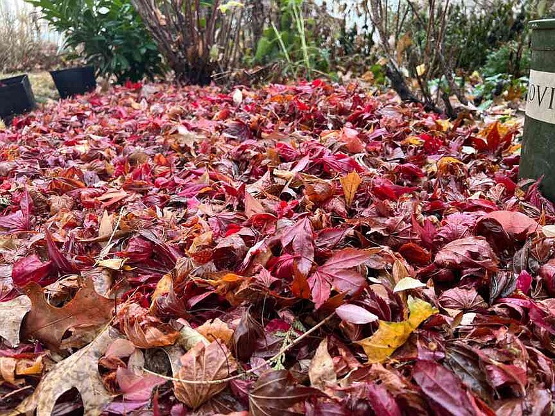 This December 5, 2024, image provided by Jessica Damiano shows colorful fallen leaves covering the soil in a garden bed on Long Island, N.Y. (Jessica Damiano via AP)
