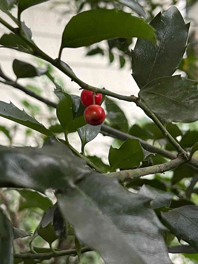 This Sept. 29, 2025. image provided by Jessica Damiano shows red berries on an American holly bush on Long Island, N.Y. (Jessica Damiano Via AP)