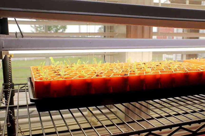 Lynn Kutter/Enterprise-Leader Sharon Celaya with Windmill Gardens in Prairie Grove is already preparing for her 2026 year with these plants thriving under a grow light in her house.