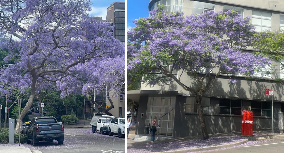 Gardener slams ‘ridiculous’ backlash against iconic jacaranda tree in Aussie suburbs Gardener slams 'ridiculous' backlash against iconic jacaranda tree in Aussie suburbs