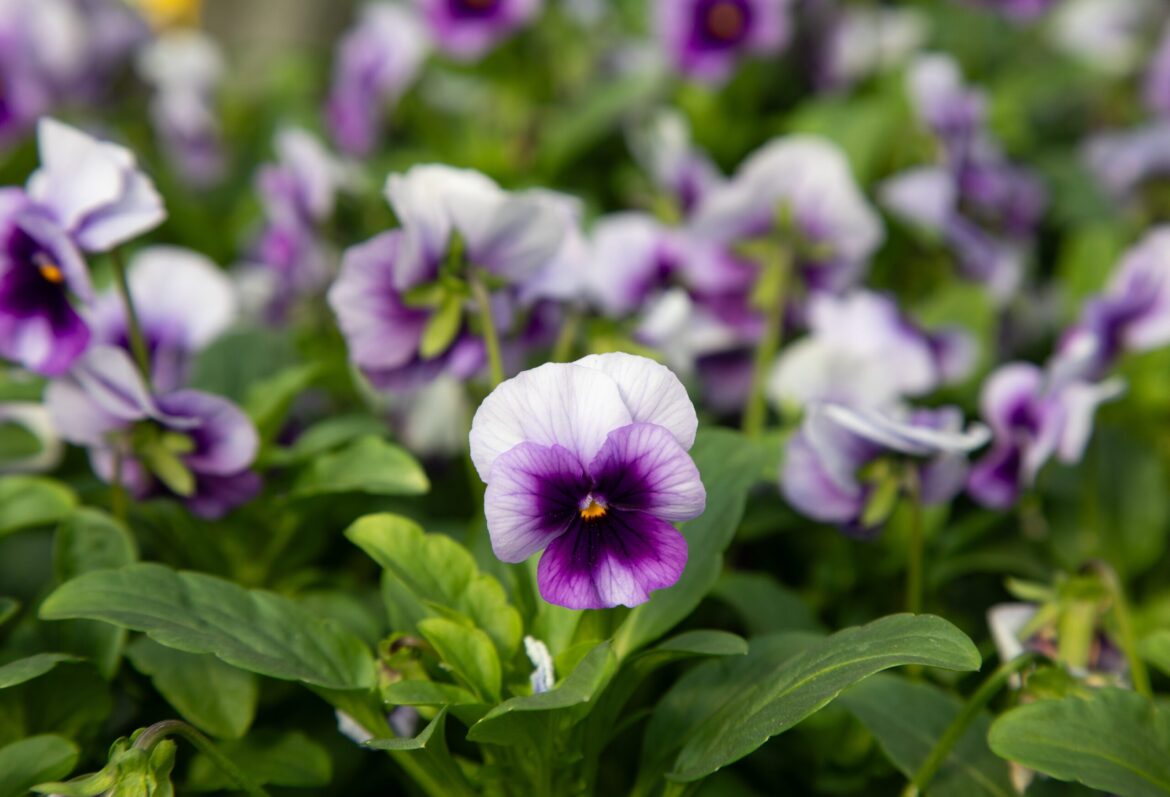 As cold weather approaches, here’s how to ‘put your garden to bed’ for the winter As cold weather approaches, here's how to 'put your garden to bed' for the winter